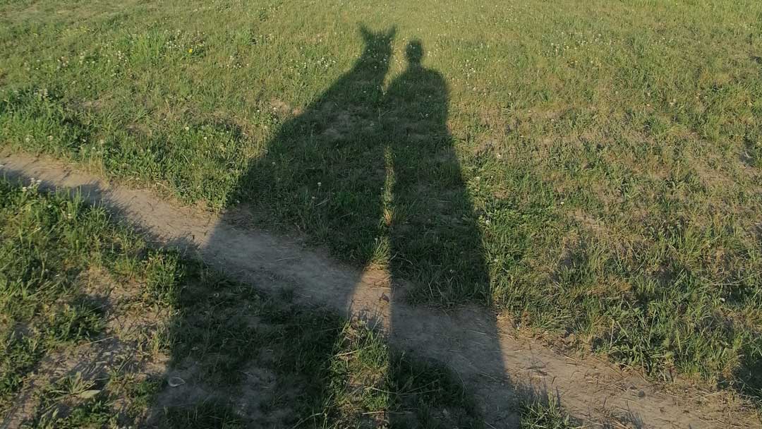 Unter Eseln